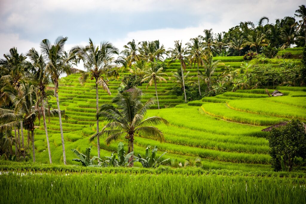 rice-1514141_1920