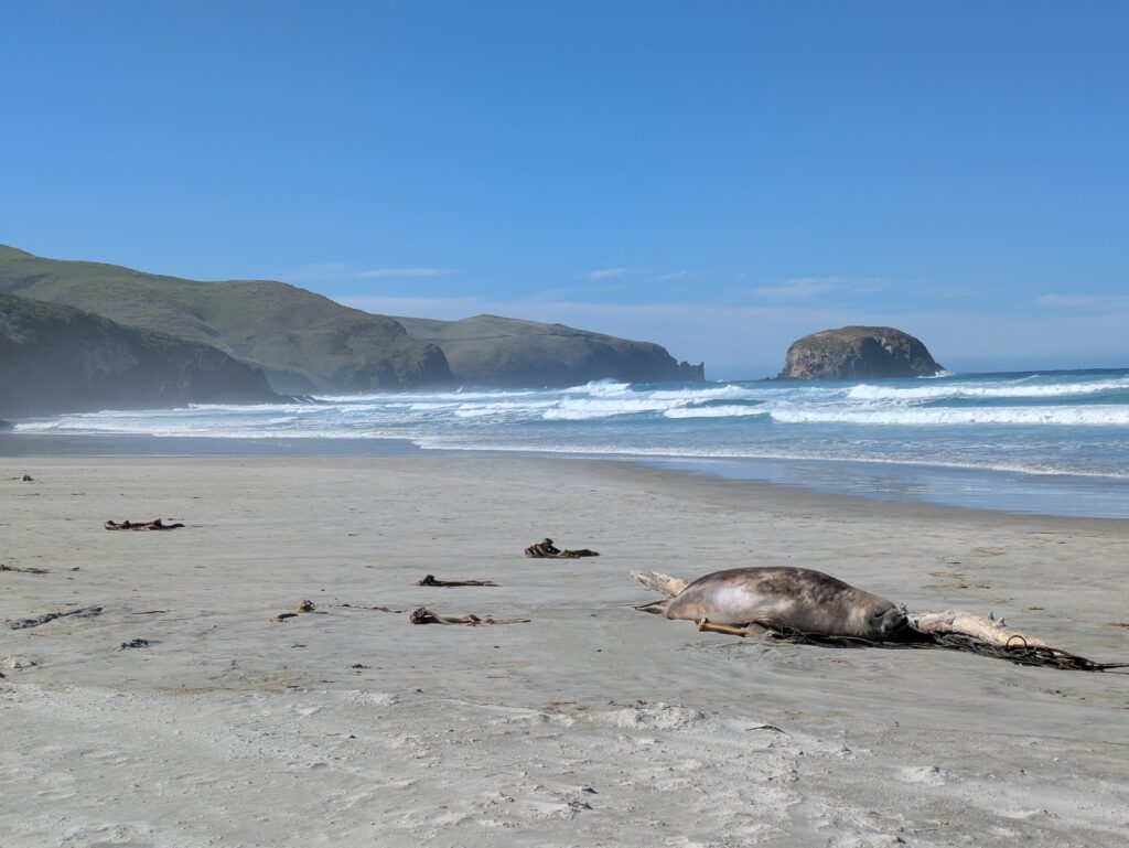 foca